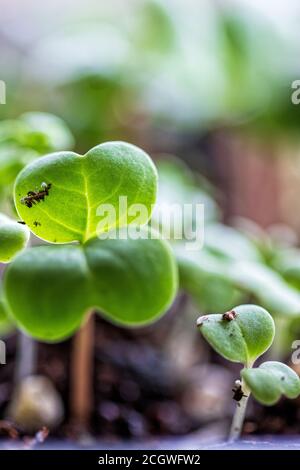 Eine Makroaufnahme der Sämlinge von Microgreens fängt ein Miniaturwald Stockfoto