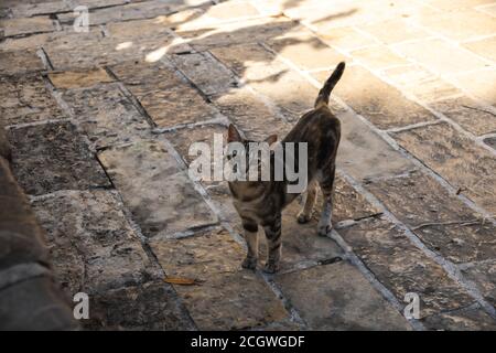 Katzen und andere Tiere in der Altstadt von Budva, Montenegro, Tierleben in alten europäischen Gebäuden Stockfoto