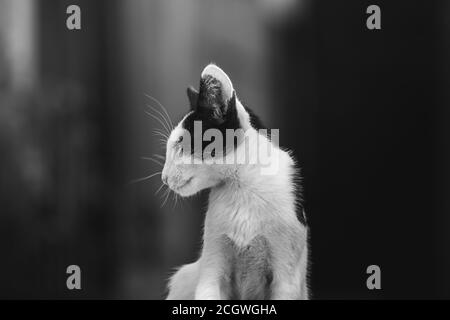 Katzen und andere Tiere in der Altstadt von Budva, Montenegro, Tierleben in alten europäischen Gebäuden Stockfoto