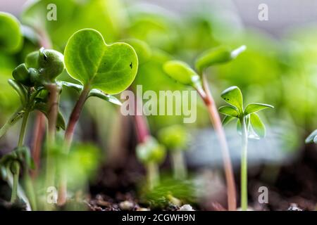 Eine Makroaufnahme der Sämlinge von Microgreens fängt ein Miniaturwald Stockfoto