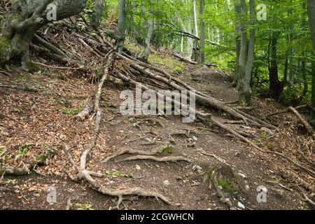 Gefallene Buchen auf dem touristischen Pfad im Wald unter Temeš Felsen, Slowakei Stockfoto