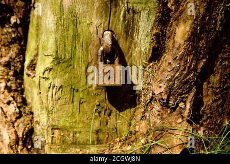 Alte verschlossene Schloss in der Kiefer, Slowakei stecken Stockfoto