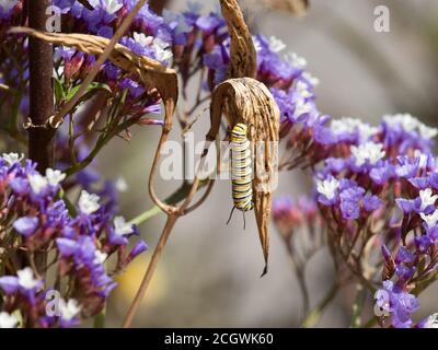 Monarch Raupe Essen das verdorrte Blatt einer Pflanze. Stockfoto