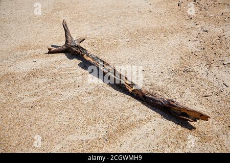 Holzschnalle auf den Strand geworfen. Meeresküste. Trockener Baumstamm liegt am Sandstrand Stockfoto