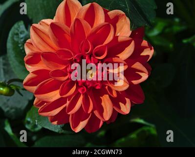 Leuchtend rote Dahlia (unbekannte Sorte), die im Spätsommer in einem Park in Ottawa, Ontario, Kanada, Sonne genießt. Stockfoto
