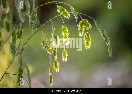 Hintergrundbeleuchtete Flusssäulenköpfe oder Nördliche Seekühe (Chasmanthium latifolium) - Asheville, North Carolina, USA Stockfoto