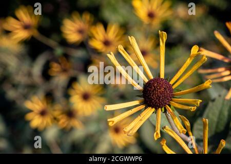 Süßer Blütenkieber (Rudbeckia subtomentosa 'Henry Eilers') - North Carolina Arboretum, Asheville, North Carolina, USA Stockfoto