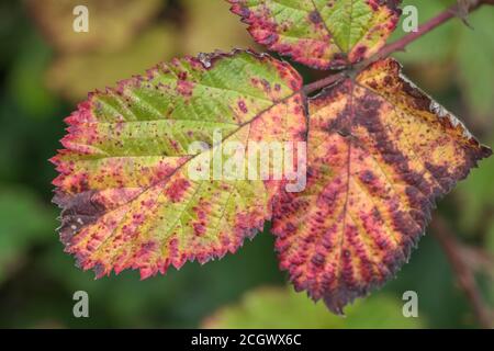 Nahaufnahme eines lebhaft gefärbten Brambleeblattes mit vermutlich violettem Bramblerost, der durch den Pilz Phragmidium violaceum verursacht wird. Pflanzenkrankheit. Stockfoto