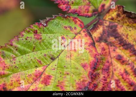 Nahaufnahme eines lebhaft gefärbten Brambleeblattes mit vermutlich violettem Bramblerost, der durch den Pilz Phragmidium violaceum verursacht wird. Pflanzenkrankheit. Stockfoto