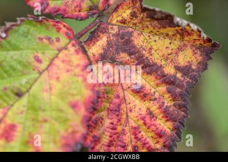 Nahaufnahme eines lebhaft gefärbten Brambleeblattes mit vermutlich violettem Bramblerost, der durch den Pilz Phragmidium violaceum verursacht wird. Pflanzenkrankheit. Stockfoto