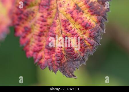 Nahaufnahme eines lebhaft gefärbten Brambleeblattes mit vermutlich violettem Bramblerost, der durch den Pilz Phragmidium violaceum verursacht wird. Pflanzenkrankheit. Stockfoto
