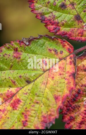 Nahaufnahme eines lebhaft gefärbten Brambleeblattes mit vermutlich violettem Bramblerost, der durch den Pilz Phragmidium violaceum verursacht wird. Pflanzenkrankheit. Stockfoto