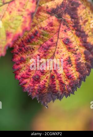 Nahaufnahme eines lebhaft gefärbten Brambleeblattes mit vermutlich violettem Bramblerost, der durch den Pilz Phragmidium violaceum verursacht wird. Pflanzenkrankheit. Stockfoto