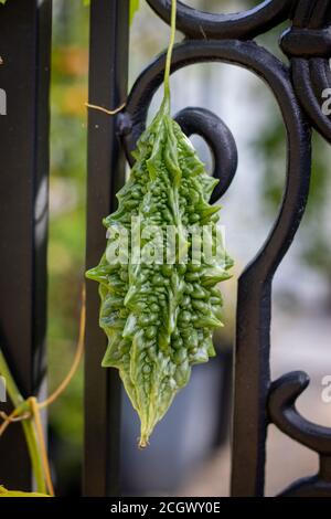 Bitter Kürbis Bitter Melone Momordica charantia tropische Rebe, die zur Familie Kürbis gehört und ist eng verwandt mit Zucchini, Kürbis, und Stockfoto