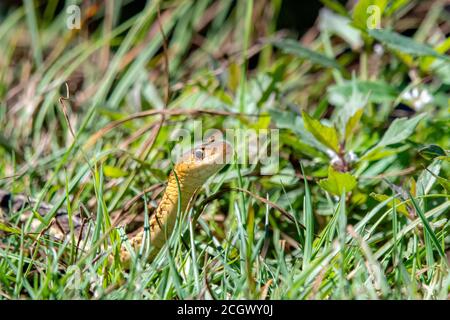 Eine Nahaufnahme einer kleinen gelben Schlange im Gras. Nahaufnahme seines Kopfes. Heller, sonniger Tag. Stockfoto