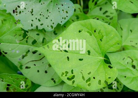 Grüne Blätter mit Löchern, die in ihnen von den Käfern gefressen werden. Viele kleine Löcher. Blick von direkt oben. Stockfoto