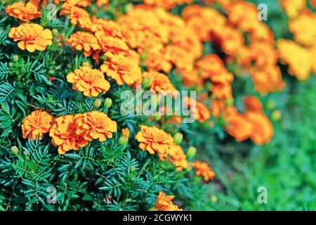 Ringelblumen Plantage in Blüte - Tagetes erecta L. kultiviert auf Bio-Bauernhof Stockfoto