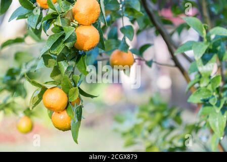 Nach einer morgendlichen Winterdusche kleben Wassertröpfchen in der Sonnenlicht bis saftig reife Mandarinen (Citrus reticulata) Auf einem Hinterhof Zitrusbaum in Sydney Stockfoto
