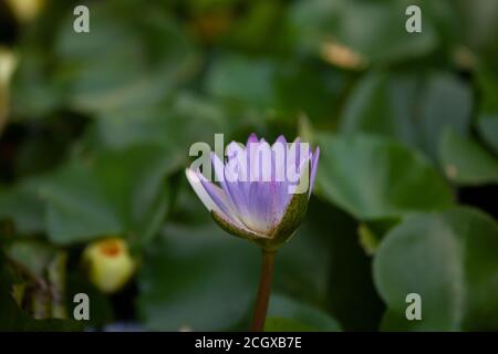 Indische Lotusblume auf grünem Teich Stockfoto