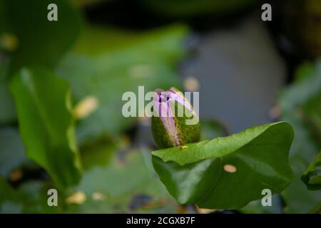 Indische Lotusblume auf grünem Teich Stockfoto