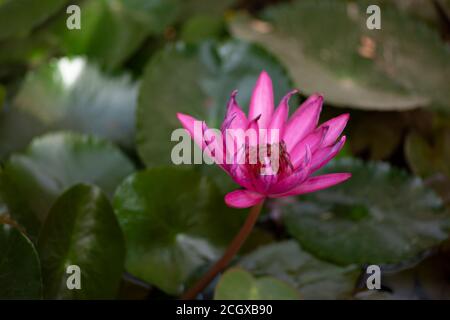 Indische Lotusblume auf grünem Teich Stockfoto