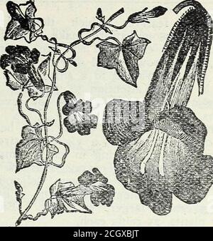 . Stecklers Samen : 1905 . früher Frühling undsum.mer; Blätter schön markiert und variegated. Je 30 und 50 Cent. LONICERA. Geißblatt. – Amea ret-iculata. Golden netted; eine bemerkenswerte va-riety; Blätter leuchtend grün, beautifullynetted ganz über mit goldenen Adern, leavesand Stiele, die zu hellem purpurn im Herbst ändern; eine schöne Pflanze. Je 35 bis 50 Cent. Belgica. - Rosa Blüten; sehr süß, pro-fuse, und ein fast immerwährender Blütenpracht.kann auch als Busch trainiert werden. Smallplants bereit im März. Starke Pflanzen 35a-nd COCENTS jeweils. MINA LOBATA. Ein jährlicher Höhepunkt aus Mexiko. Erreicht eine Höhe von Stockfoto