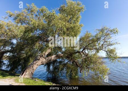 Riss Weide, Knäckepil (Salix fragilis) Stockfoto