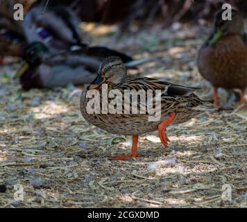 Ente steht auf einem Bein und praktiziert Yoga Stockfoto