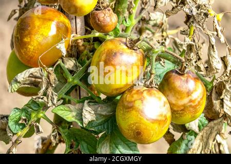 Blight auf Tomaten, Phytophthora infestans Schimmel infizierten Tomatenpflanze Stockfoto