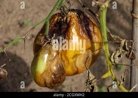 Phytophthora infestans Tomatenfäule Tomatenpflanzenkrankheit ungesunde Pflanze Solanum lycopersicum Stockfoto