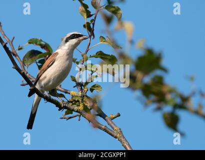 Männchen Rotrückiger Würger (Lanius collurio) auf einem Zweig, West Midlands Stockfoto