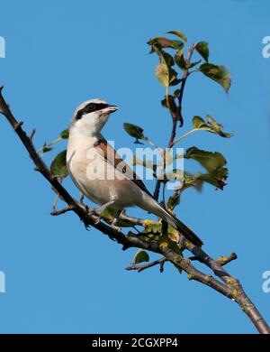 Männchen Rotrückiger Würger (Lanius collurio) auf einem Zweig, West Midlands Stockfoto