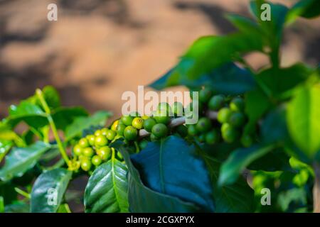 Rote Bohnen von Arabica und Robusta Baum in Coffee Plantage, Chiangmai Thailand. Stockfoto