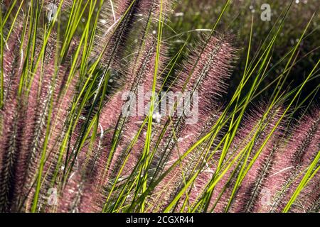 September Blumen Brunnen Gras Pennisetum Alopecuroides Red Head Ziergräser Stockfoto