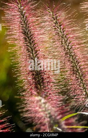 Brunnengras Pennisetum alopecuroides Rispen mit rotem Kopf Stockfoto