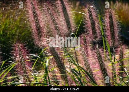 Brunnengras Pennisetum alopecuroides „Red Head“ Stockfoto