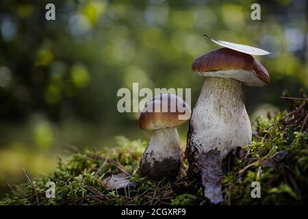 Schöne Boletus edilus Pilze im Wald. Weiße Boletus-Pilze im grünen Moos. Stockfoto