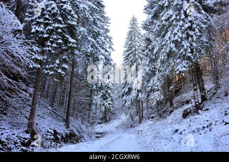 Der Wald nach Schneefall Stockfoto