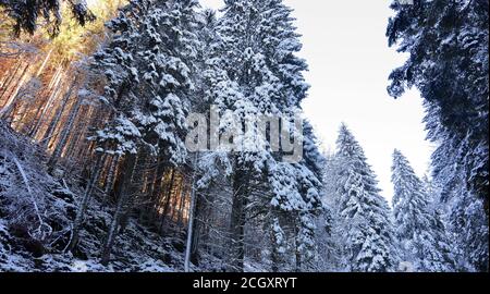 Der Wald nach Schneefall Stockfoto