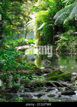 Eine Brücke über einen Fluss im Dschungel Stockfoto