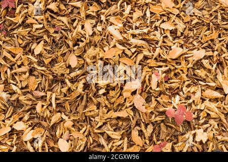 Verblasste Blätter Textur auf dem Boden im Spätherbst Stockfoto