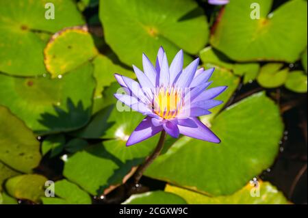 28.08.2020, Singapur, Republik Singapur, Asien - EINE Wespe bestäubt die Blüten einer Lotusblume auf einem Seerosenteich mit grünen Blättern. Stockfoto