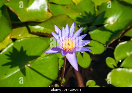 28.08.2020, Singapur, Republik Singapur, Asien - EINE Wespe bestäubt die Blüten einer Lotusblume auf einem Seerosenteich mit grünen Blättern. Stockfoto