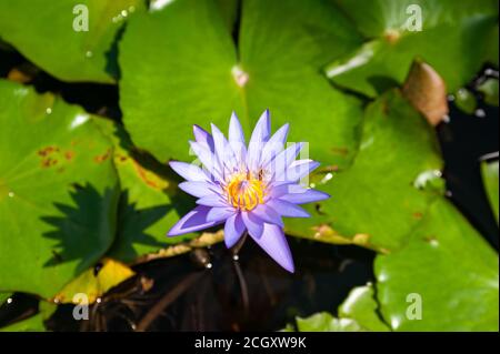 28.08.2020, Singapur, Republik Singapur, Asien - EINE Wespe bestäubt die Blüten einer Lotusblume auf einem Seerosenteich mit grünen Blättern. Stockfoto