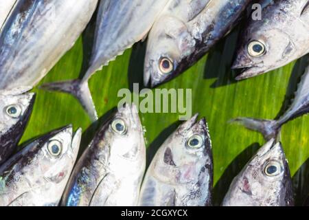 Fisch verkauft auf dem Markt in Bongao, Tawitawi Stockfoto