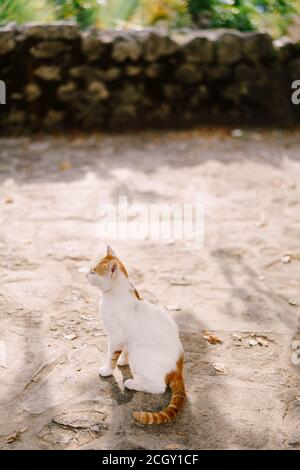 Eine weiße Katze mit roten Flecken und einem roten Schwanz sitzt auf dem Asphalt vor dem Hintergrund eines Steinzauns. Stockfoto