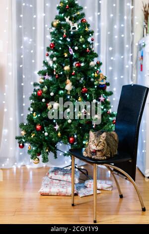 Eine graue flauschige Katze mit einer Krawatte auf einem schwarzen Lederstuhl vor dem Hintergrund eines Weihnachtsbaums mit Girlanden und Weihnachtsbaumschmuck mit einem Stockfoto