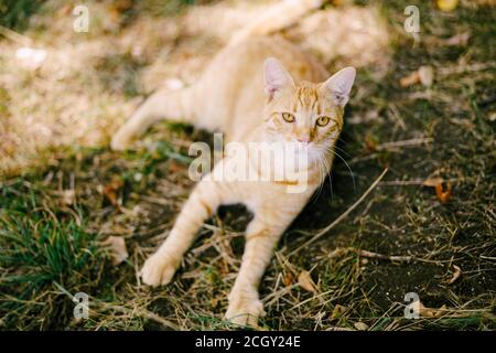 Eine Ingwerkatze liegt auf dem Gras in einer Lichtung. Stockfoto