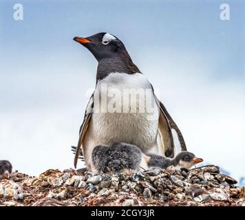 Gentoo Penguin Familie und Chick Yankee Hafen Greenwich Island Antarktis Stockfoto