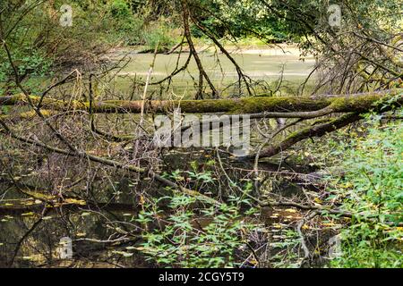 Toter Baum an einem grünen geschützten Waldbiotop im Mitteleuropas Stockfoto